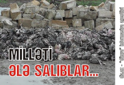 BROYLER YANĞINLARININ ŞOK PƏRDƏARXASI BROYLER YANĞINLARININ ŞOK PƏRDƏARXASI