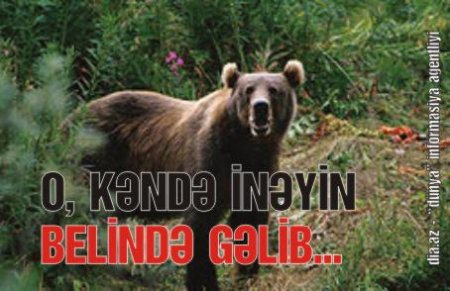 KƏNDƏ HÜCUM EDƏN AYI NAZİRLİYƏ MƏXSUS İMİŞ KƏNDƏ HÜCUM EDƏN AYI NAZİRLİYƏ MƏXSUS İMİŞ