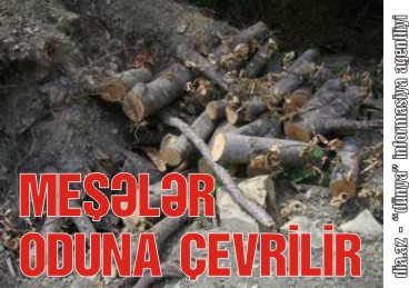 Oğuzda Azərbaycanın təbii sərvəti olan meşələrimizə belə divan tutulur Oğuzda Azərbaycanın təbii sərvəti olan meşələrimizə belə divan tutulur