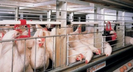 Neftçalada "Qaraqaşlı broyler" ətrafında müəmmalı durum yaranıb Neftçalada "Qaraqaşlı broyler" ətrafında müəmmalı durum yaranıb