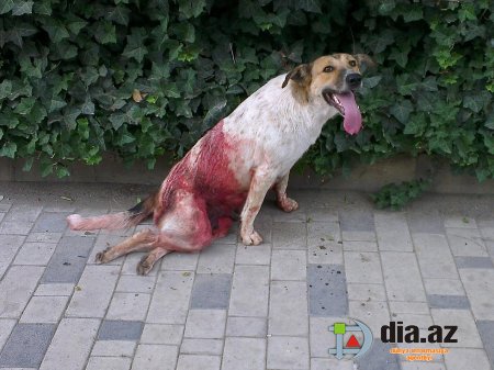 Sumqayıtda vəhşilik: Sahibsiz heyvanları bu ovçudan Allah qorusun... Sumqayıtda vəhşilik: Sahibsiz heyvanları bu ovçudan Allah qorusun...