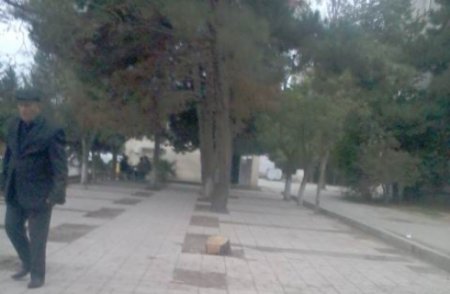 Adil Vəliyevdən daha bir "yaşıl QƏTLİAM" Adil Vəliyevdən daha bir "yaşıl QƏTLİAM"
