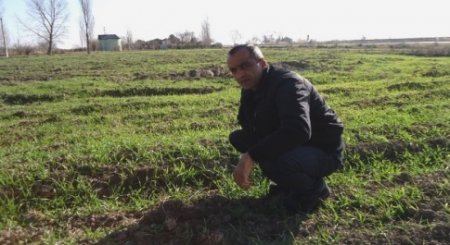 Əlil qardaşlar şirkətə təhvil verdikləri qarğıdalının pulunu ala bilmədiklərini iddia edirlər Əlil qardaşlar şirkətə təhvil verdikləri qarğıdalının pulunu ala bilmədiklərini iddia edirlər