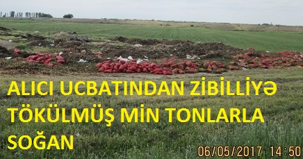 Binəva fermerin zəhməti və dövlətin malı necə bərbad edilir Binəva fermerin zəhməti və dövlətin malı necə bərbad edilir
