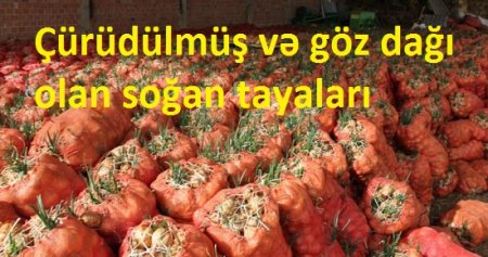 Binəva fermerin zəhməti və dövlətin malı necə bərbad edilir Binəva fermerin zəhməti və dövlətin malı necə bərbad edilir