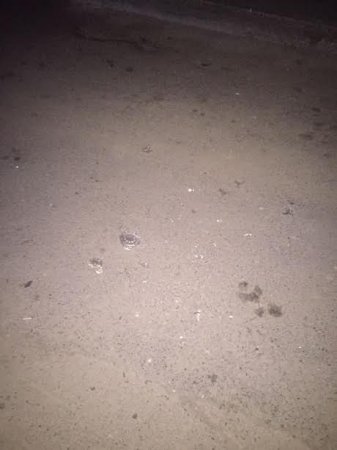 “Avtoş” məmur oğlundan daha bir ağılasığmaz əməl “Avtoş” məmur oğlundan daha bir ağılasığmaz əməl