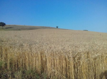 Rövşən Bağırov taxılçılığa belə zərbə vurur Rövşən Bağırov taxılçılığa belə zərbə vurur