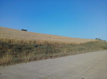 Rövşən Bağırov taxılçılığa belə zərbə vurur Rövşən Bağırov taxılçılığa belə zərbə vurur