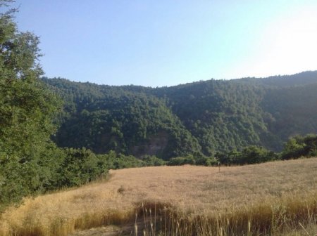 Rövşən Bağırov taxılçılığa belə zərbə vurur Rövşən Bağırov taxılçılığa belə zərbə vurur