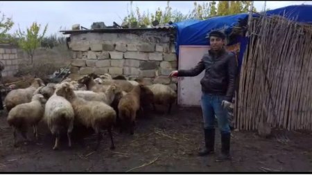 Sahil Babayev məzə çırtdadırmış... Sahil Babayev məzə çırtdadırmış...