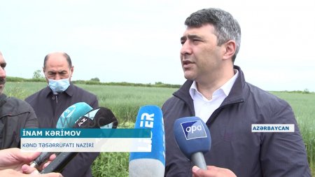 İnam Kərimov HARA BAXIR: "Ölkəni texniki sort Pakistan, İran kartofu bürüyüb" İnam Kərimov HARA BAXIR: "Ölkəni texniki sort Pakistan, İran kartofu bürüyüb"