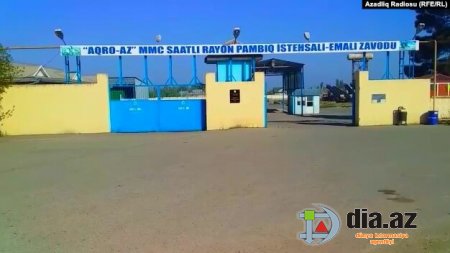 Saatlı Pambıq Zavodu fermerə NECƏ ZİYAN VURUB... Saatlı Pambıq Zavodu fermerə NECƏ ZİYAN VURUB...