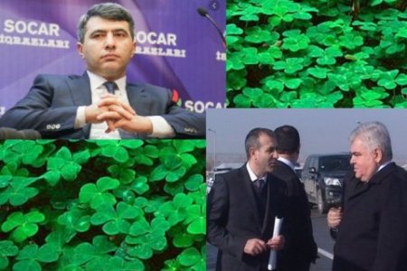 İnam Kərimovun gizli kadrı yonca oğurluğuna gecə gedir: İnam Kərimovun gizli kadrı yonca oğurluğuna gecə gedir: