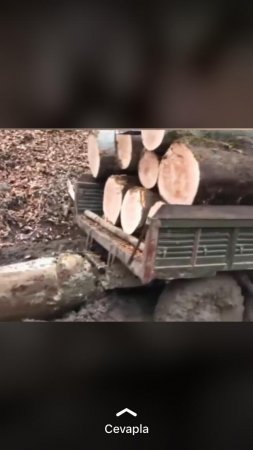 Qış yaxınlaşır... MEŞƏ QULDURLARI İŞ BAŞINDA... Qış yaxınlaşır... MEŞƏ QULDURLARI İŞ BAŞINDA...