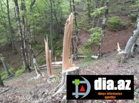 Cəlilabadda yaşıllıqlara qənim kəsilən KİMDİR? Cəlilabadda yaşıllıqlara qənim kəsilən KİMDİR?