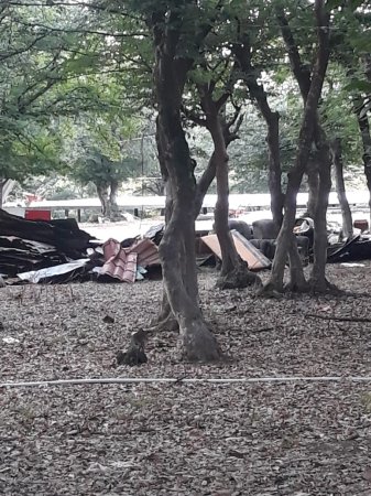 Qırmızı Kitaba daxil olan agaclar məhv edilib, yerində restoran tikilib Qırmızı Kitaba daxil olan agaclar məhv edilib, yerində restoran tikilib