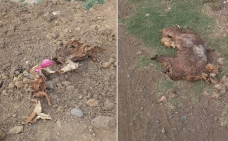 Masallı zibil içində: İCRA BAŞÇISI DA ÖZ ALƏMİNDƏ... Masallı zibil içində: İCRA BAŞÇISI DA ÖZ ALƏMİNDƏ...