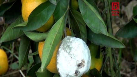 Astaralı fermerlər ÇƏTİN DURUMDADIR... Astaralı fermerlər ÇƏTİN DURUMDADIR...