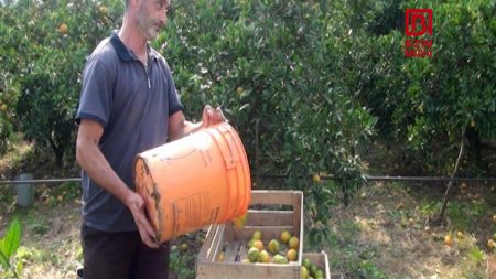 Astaralı fermerlər ÇƏTİN DURUMDADIR... Astaralı fermerlər ÇƏTİN DURUMDADIR...