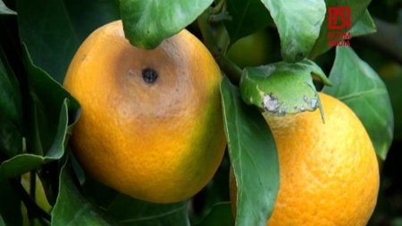Astaralı fermerlər ÇƏTİN DURUMDADIR... Astaralı fermerlər ÇƏTİN DURUMDADIR...
