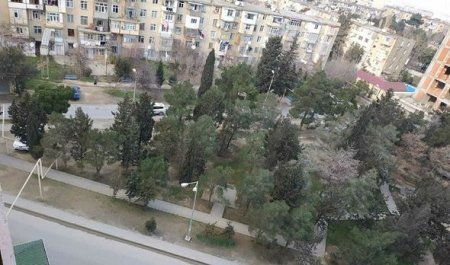 Bakıda YAŞILLIĞA QƏNİM KƏSİLƏNLƏR... Bakıda YAŞILLIĞA QƏNİM KƏSİLƏNLƏR...