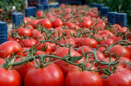 Azərbaycan İran və Türkmənistandan pomidor almağa başlayıb 
