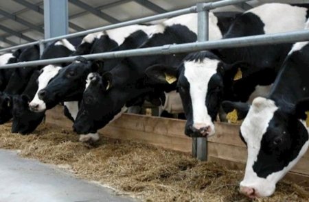 4 456 baş damazlığa 5,1 milyon manat ödənilib, 