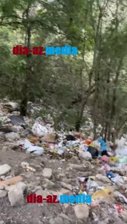 Meşə ərazisini zibilxanaya döndəriblər... Meşə ərazisini zibilxanaya döndəriblər...