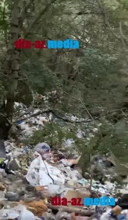 Meşə ərazisini zibilxanaya döndəriblər... Meşə ərazisini zibilxanaya döndəriblər...