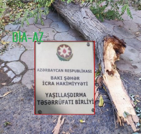 Mirdamət Seyidov Bakı şəhərində kəsilən ağacları yenə “yaşıllaşdırır” Mirdamət Seyidov Bakı şəhərində kəsilən ağacları yenə “yaşıllaşdırır”