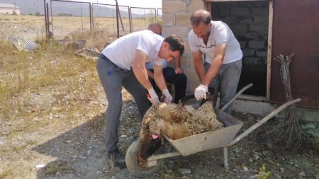 Nazirin nəzərinə İSTİ FAKT: Camaata verilən heyvanlar xəstə çıxdı, ikisi öldü Nazirin nəzərinə İSTİ FAKT: Camaata verilən heyvanlar xəstə çıxdı, ikisi öldü