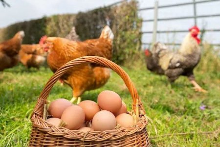 "Kənd yumurtası" bahalaşır, sənaye üsulu ilə istehsal olunanlar isə… "Kənd yumurtası" bahalaşır, sənaye üsulu ilə istehsal olunanlar isə…