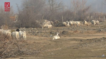 Zaqatala İcra Hakimiyyəti bu kəndin örüş yerlərini zibilliyə ÇEVİRİB