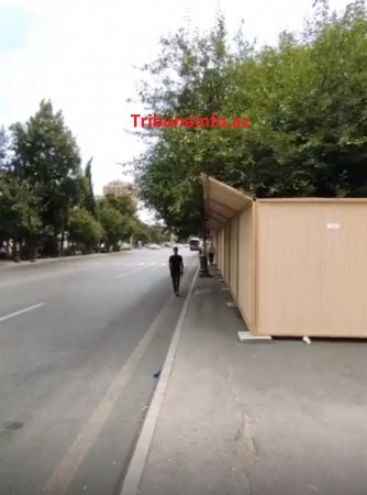 Bakını XARABA QOYURLAR: “Gold” MTK yüzlərlə ağacı məhv etdi Bakını XARABA QOYURLAR: “Gold” MTK yüzlərlə ağacı məhv etdi