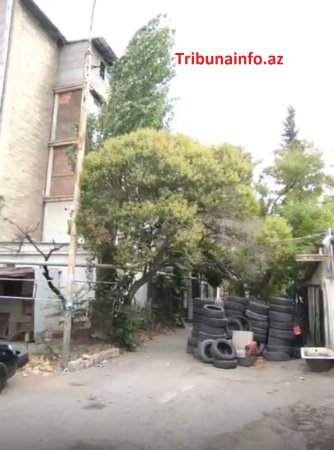 Bakını XARABA QOYURLAR: “Gold” MTK yüzlərlə ağacı məhv etdi Bakını XARABA QOYURLAR: “Gold” MTK yüzlərlə ağacı məhv etdi