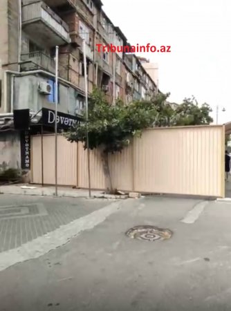 Bakını XARABA QOYURLAR: “Gold” MTK yüzlərlə ağacı məhv etdi Bakını XARABA QOYURLAR: “Gold” MTK yüzlərlə ağacı məhv etdi