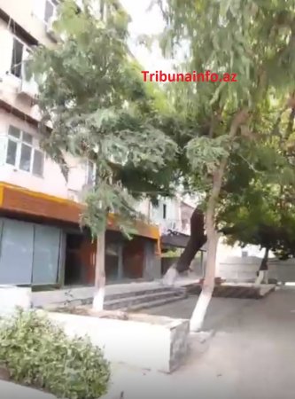 Bakını XARABA QOYURLAR: “Gold” MTK yüzlərlə ağacı məhv etdi Bakını XARABA QOYURLAR: “Gold” MTK yüzlərlə ağacı məhv etdi