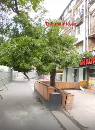Bakını XARABA QOYURLAR: “Gold” MTK yüzlərlə ağacı məhv etdi Bakını XARABA QOYURLAR: “Gold” MTK yüzlərlə ağacı məhv etdi