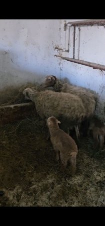 ADAU-da dövlətin qanunları KEÇƏRLİ DEYİLMİŞ... ADAU-da dövlətin qanunları KEÇƏRLİ DEYİLMİŞ...