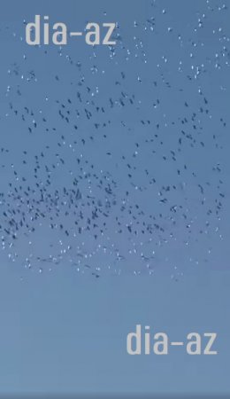 Ana Təbiətimizin BAŞI ÇALMALI QƏNİMLƏRİ...