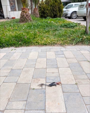 ƏRƏB ŞEYXLƏRİNİN ŞOK AZƏRBAYCAN GÖRÜNTÜLƏRİ... ƏRƏB ŞEYXLƏRİNİN ŞOK AZƏRBAYCAN GÖRÜNTÜLƏRİ...