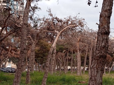 Nazirliyin Bakının mərkəzindən XƏBƏRİ YOXDUR: Gözgörəsi... Nazirliyin Bakının mərkəzindən XƏBƏRİ YOXDUR: Gözgörəsi...