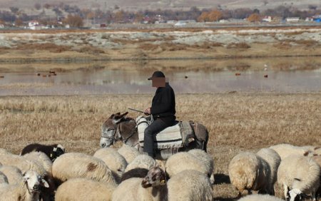 Azadlığa çıxan çoban 1 gün sonra yenidən həbs edildi Azadlığa çıxan çoban 1 gün sonra yenidən həbs edildi